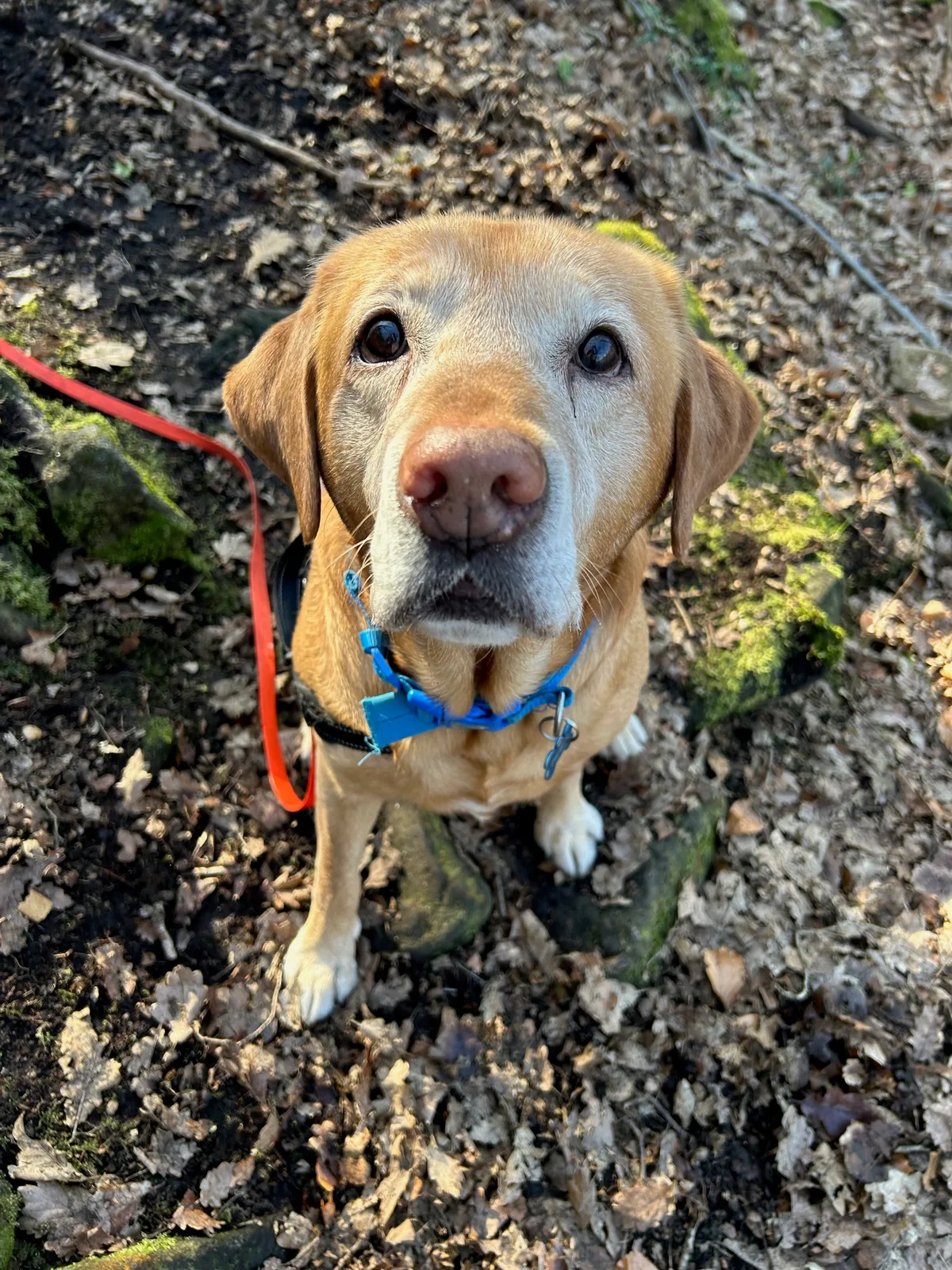 A very happy labrador on a walk in BD10