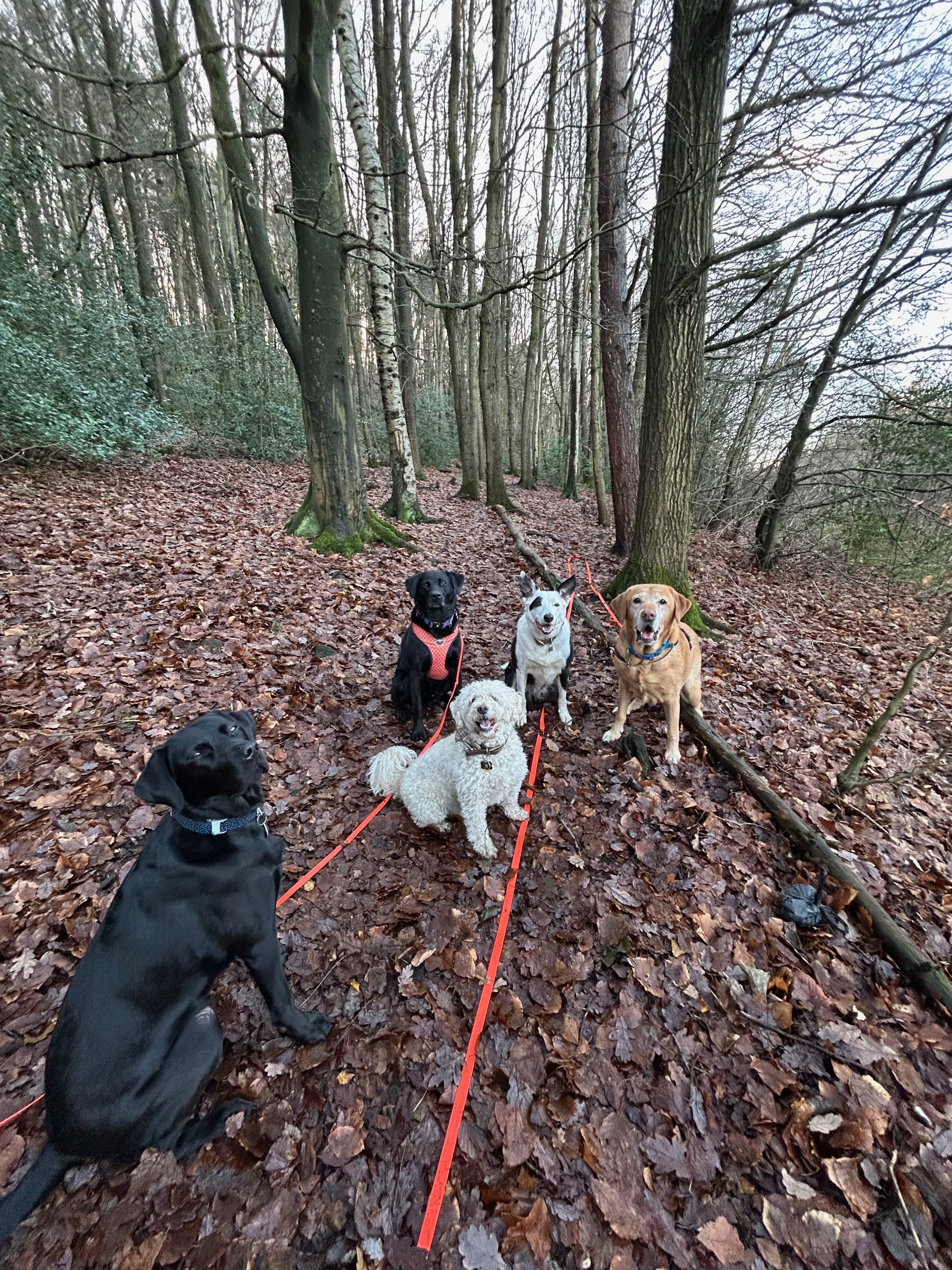 Dogs playing in the woods during a walk