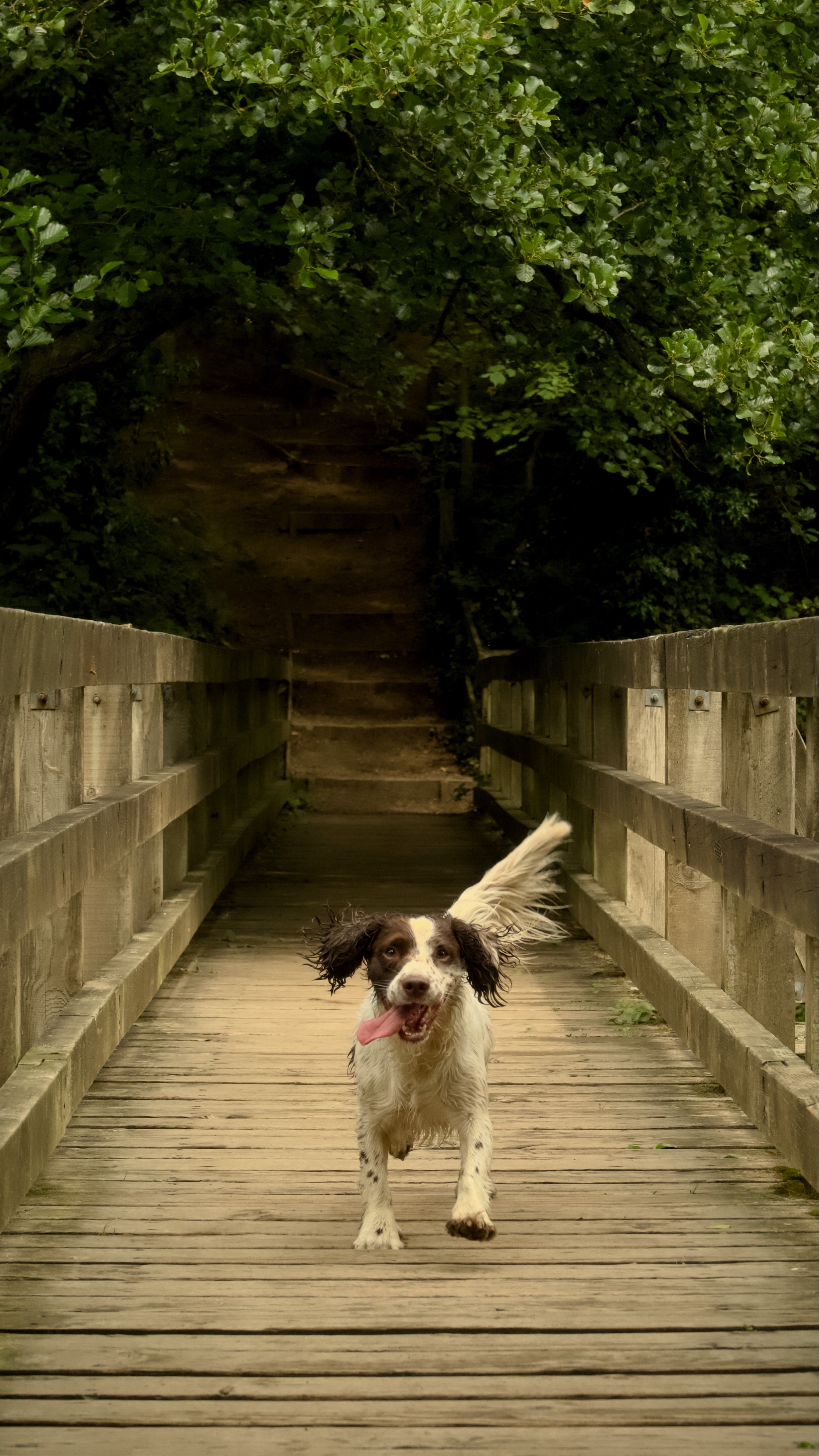 English Springer Spaniel running in Bradford