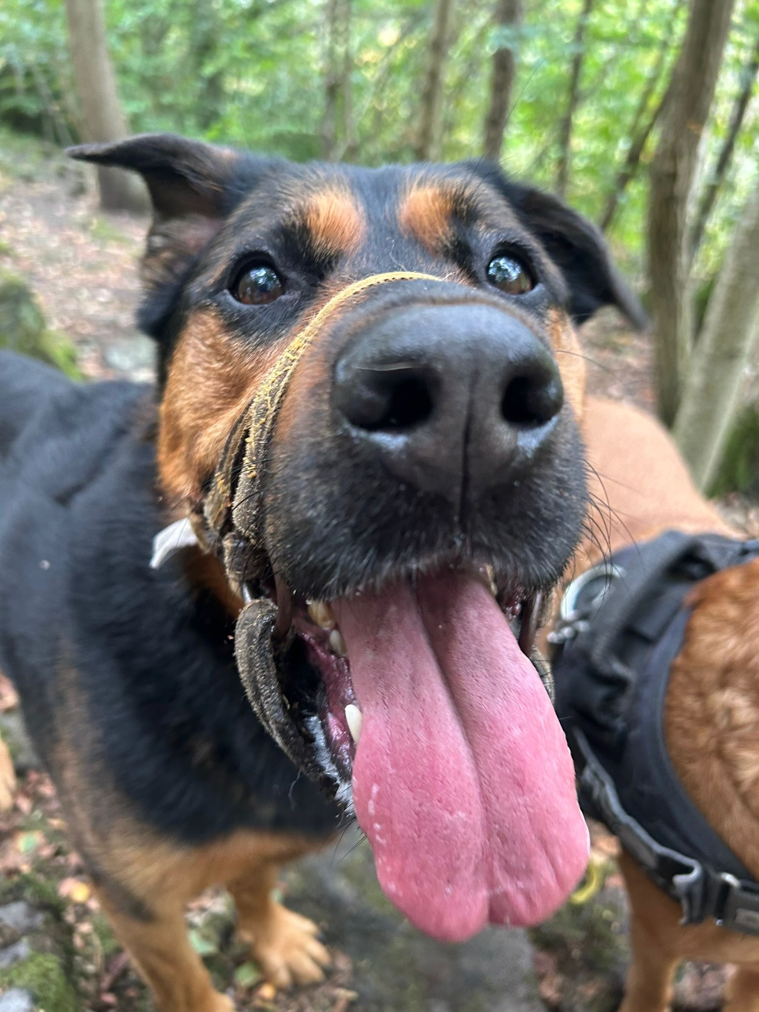 Dogs playing in the woods during a walk