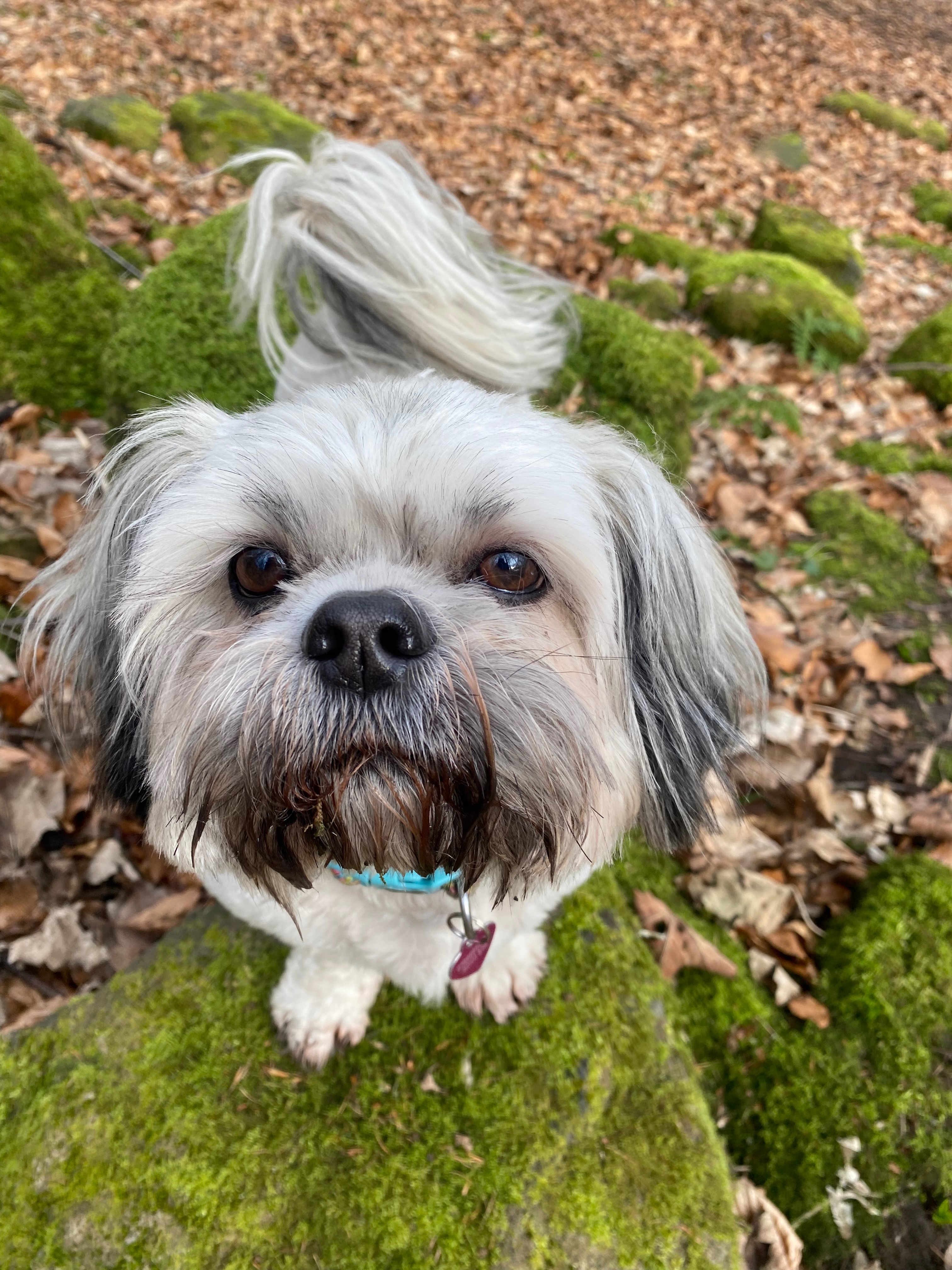 A very happy dog on a walk in BD10