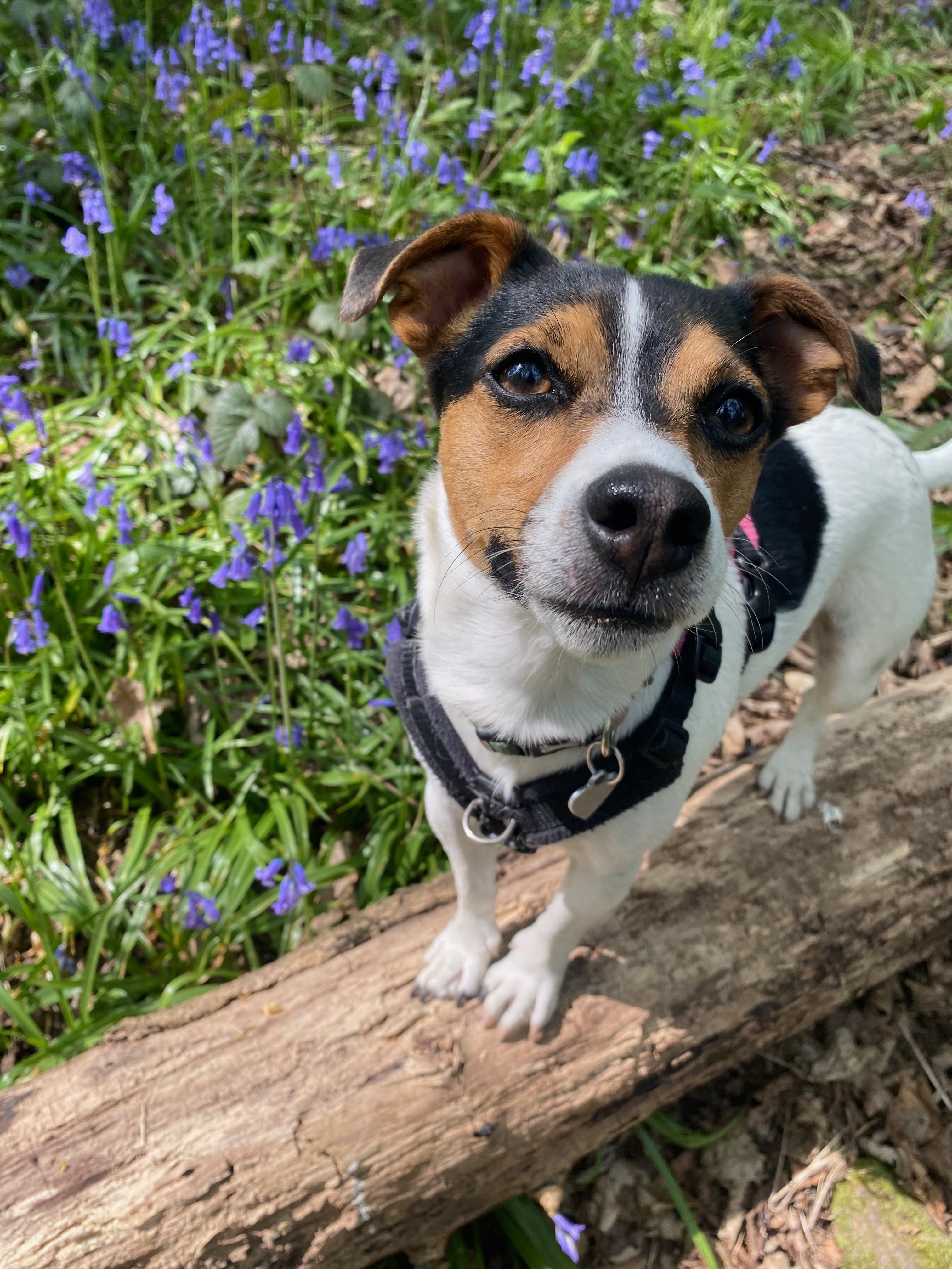 Jack Russell Terrier walking in Bradford