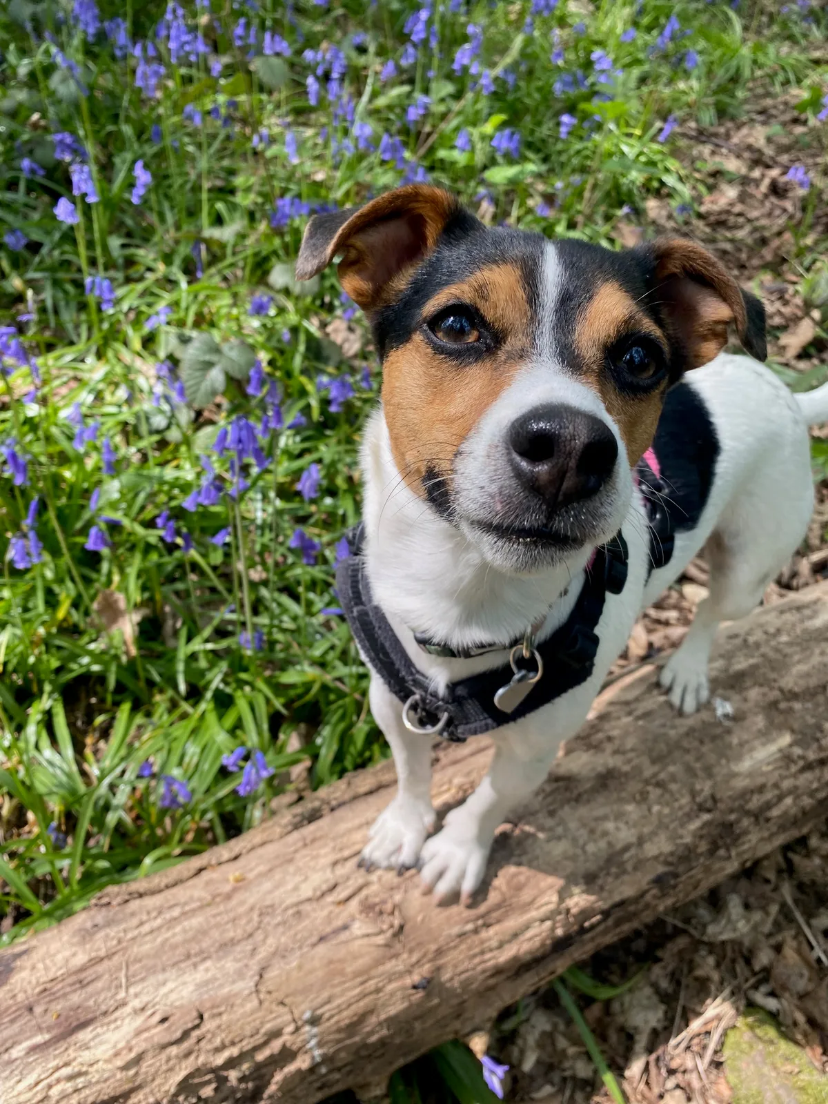 Jack Russell Terrier walking in Bradford